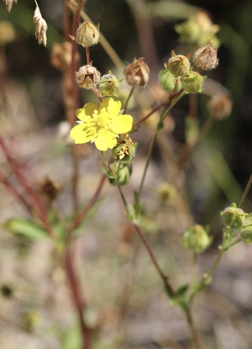 iNaturalist observation photo of slender cinquefoil