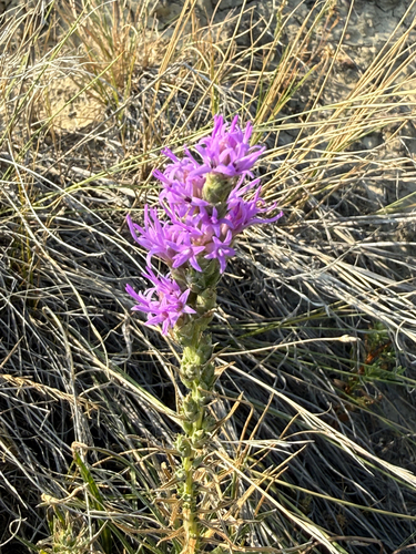 dotted gayfeather