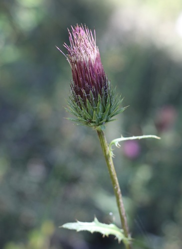 iNaturalist observation photo of Anderson's thistle