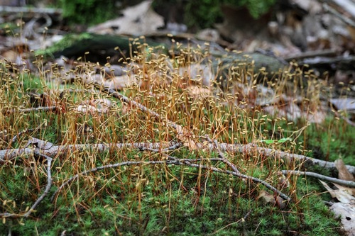 Polytrichum ohioense, 2026-07-28