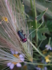 Cartallum ebulinum