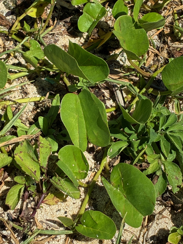 Ipomoea pes-caprae observed 2026-07-30