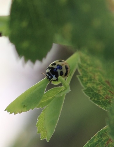 iNaturalist observation photo of Three-banded Lady Beetle