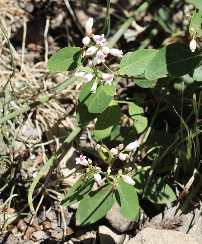 iNaturalist observation photo of spreading dogbane