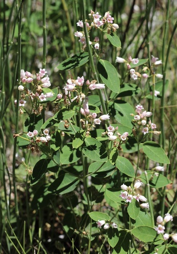 iNaturalist observation photo of spreading dogbane