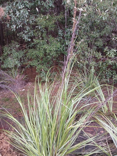 Gahnia grandis