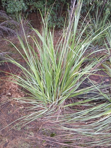 Gahnia grandis, photograph 2