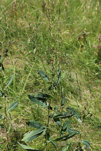 iNaturalist observation photo of prickly lettuce