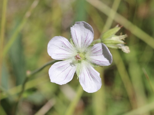 iNaturalist observation photo of Richardson's geranium