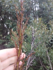 Gahnia grandis, photograph (c) Bee, some rights reserved (CC BY)