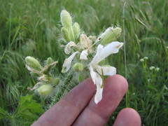 Cnidoscolus texanus