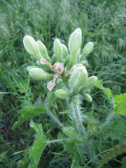 Cnidoscolus texanus
