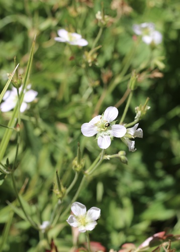 iNaturalist observation photo of Richardson's geranium
