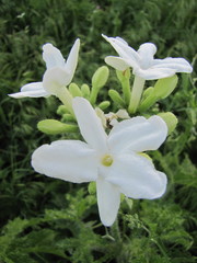 Cnidoscolus texanus