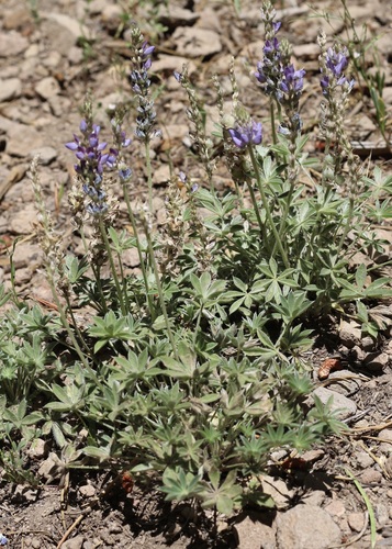 iNaturalist observation photo of Dwarf Lupine