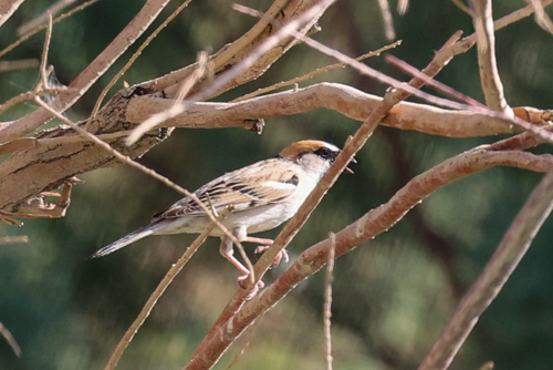 Saxaul Sparrow (Passer ammodendri), photo 7