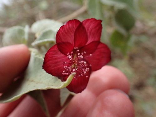 Abutilon menziesii observed 2026-07-29