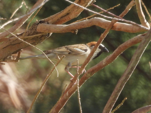 Saxaul Sparrow (Passer ammodendri), photo 1