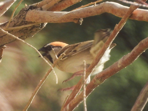 Saxaul Sparrow (Passer ammodendri), photo 2