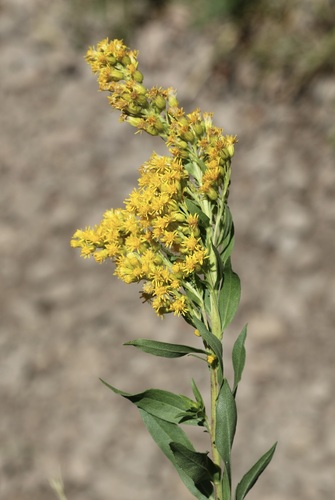 iNaturalist observation photo of west coast Canada goldenrod