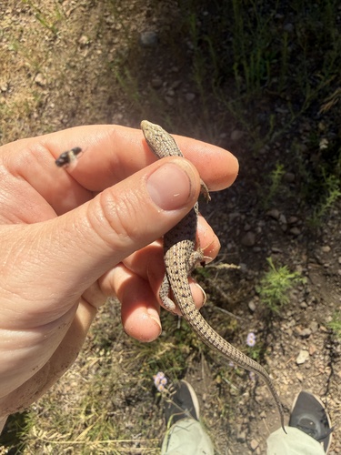 iNaturalist observation photo of Northern Alligator Lizard
