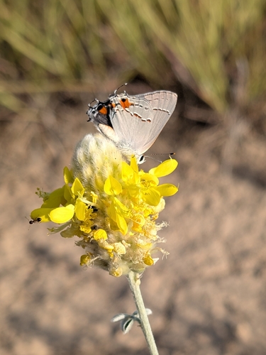 Gray Hairstreak