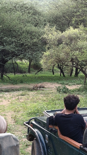 Indian Leopard