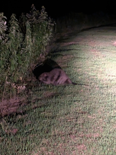 American Beaver