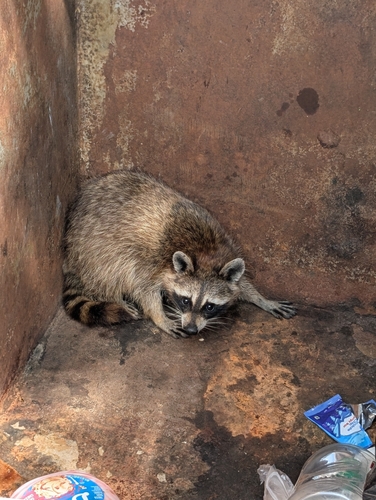 Common Raccoon