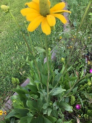 Rudbeckia texana