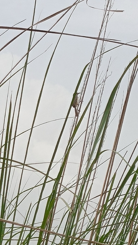 Plain Prinia