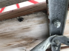 Phidippus audax