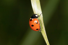 Coccinella septempunctata