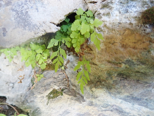 Cryptogramma stelleri, photograph 1