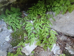 Cryptogramma stelleri