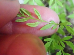 Cryptogramma stelleri, photograph (c) crothfels, some rights reserved (CC BY)
