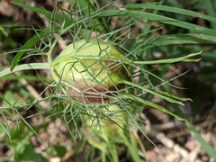 Nigella damascena — photo 3