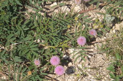 Mimosa nuttallii