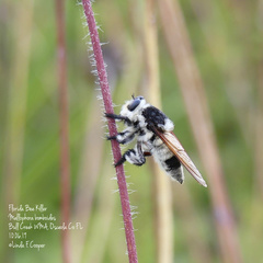 Mallophora bomboides