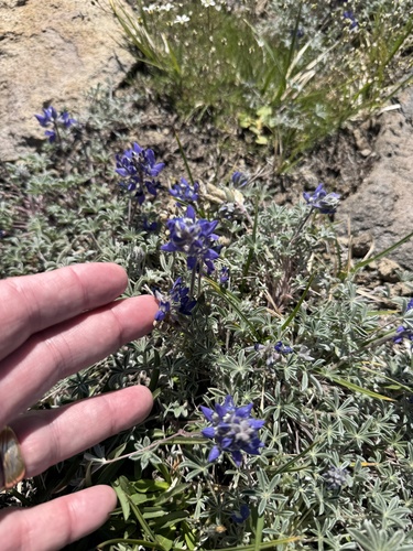 Lupinus lyallii observed 2026-07-29