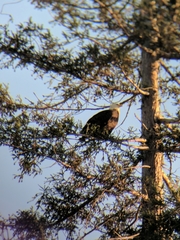 Haliaeetus leucocephalus