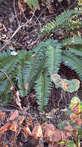 Polystichum imbricans, photograph 1