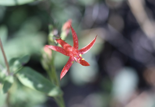 iNaturalist observation photo of Scarlet Gilia