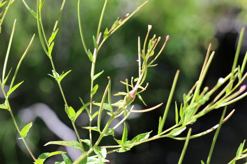 iNaturalist observation photo of fringed willowherb