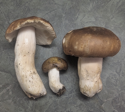 Russula mustelina