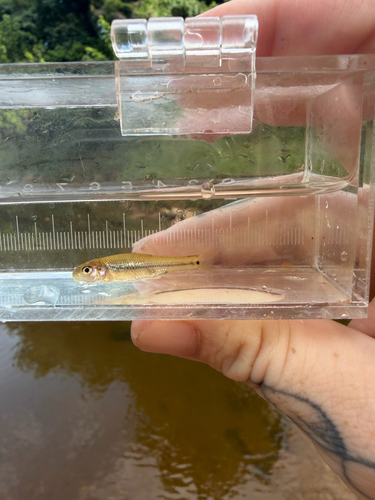 Bullhead Minnow