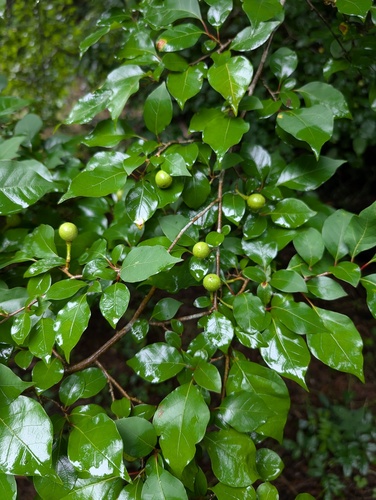 Lindera praecox, photograph 1
