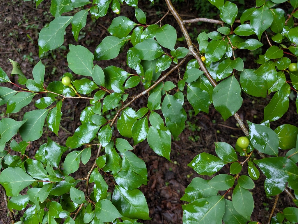 Lindera praecox; photograph (c) Kristof Zyskowski, some rights reserved (CC BY)