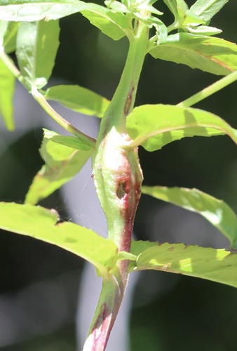 iNaturalist observation photo of Winged and Once-winged Insects