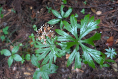 Syneilesis palmata, photograph (c) Kristof Zyskowski, some rights reserved (CC BY)